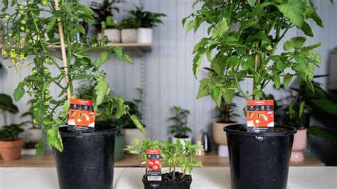 bunnings timber|How To Maintain Healthy Tomatoes .